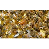 Пчелиные матки Бакфаст Ф1 (бджоломатки)
