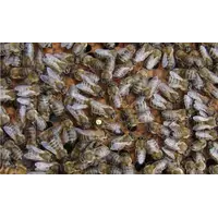Пчелиные матки Украинской степной породы